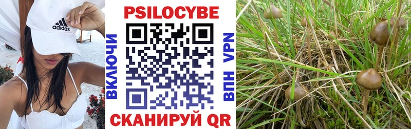 где продают наркотики  Усть-Джегута  Галлюциногенные грибы Psilocybine cubensis 